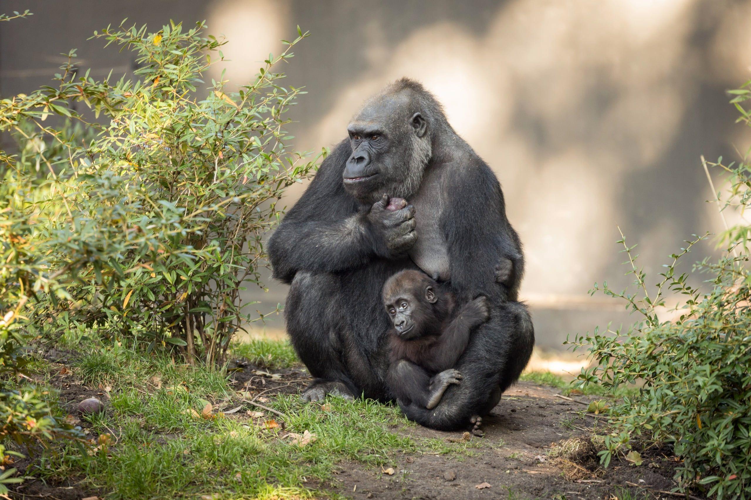 2560x1707 Black gorilla, Mother, children, baby animals, love HD wallpaper