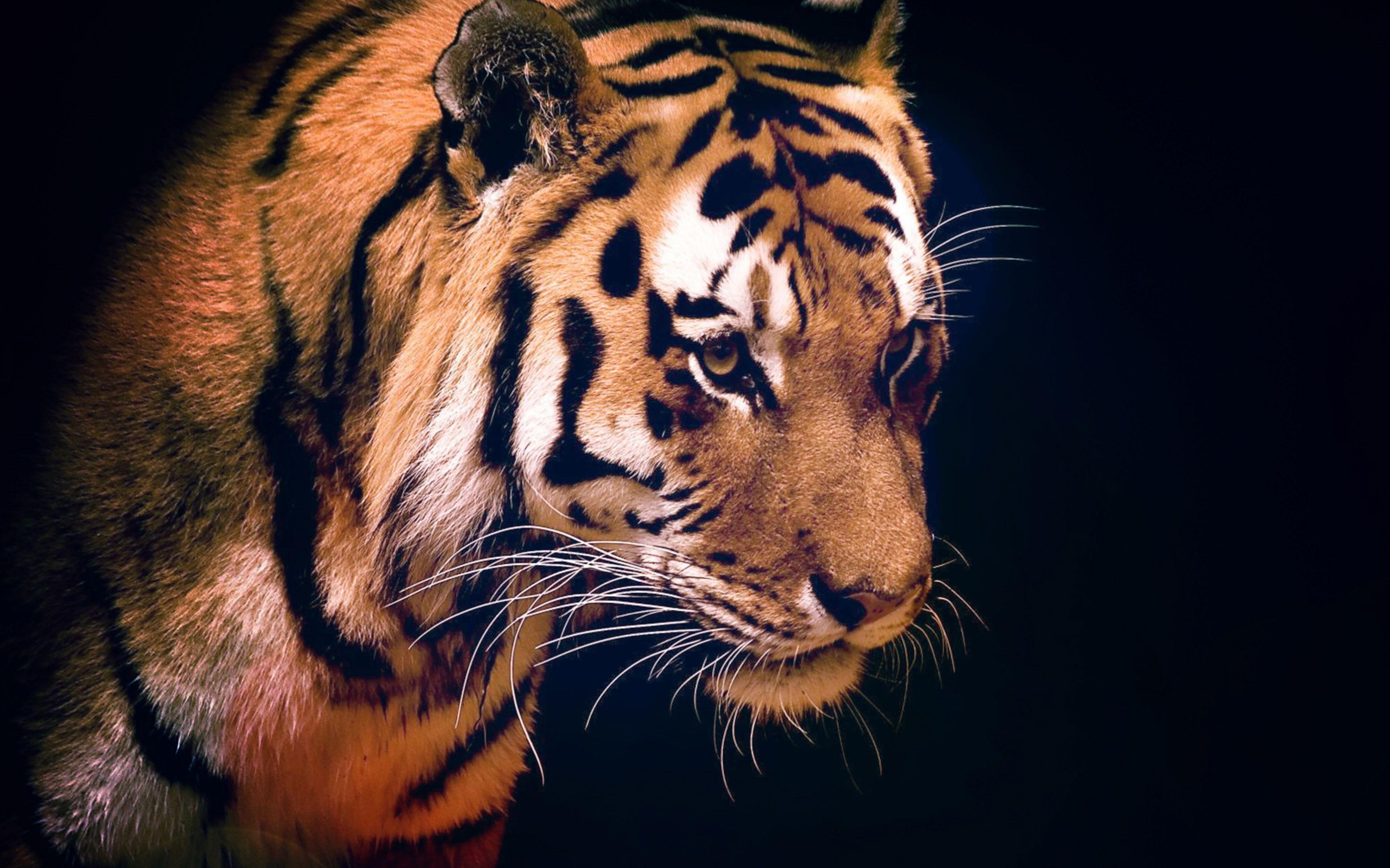 3840x2400 Tiger Dark Animal Love Nature Wallpaper