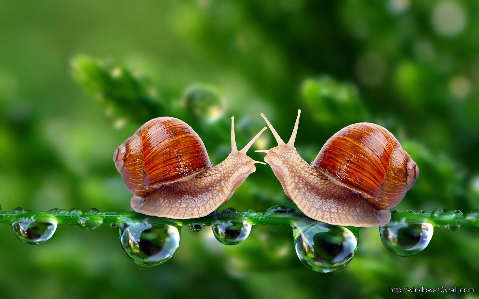 1920x1200 Beautiful 3D Animal Love Background Wallpaper
