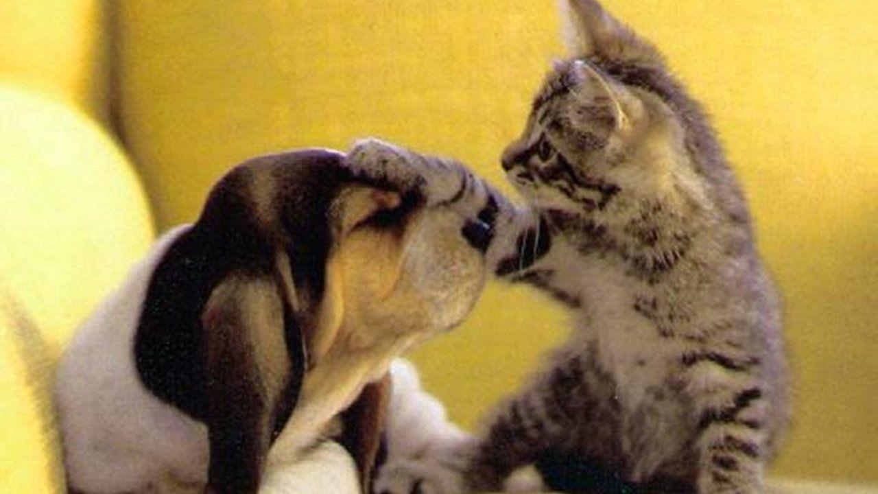 1280x720 HD Animal Wallpaper, Baby, Hairy, Animal Love, Widescreen, High