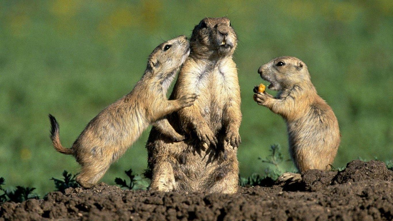 1366x768 Free download All Wallpaper Animals Love HD New Wallpaper 2013