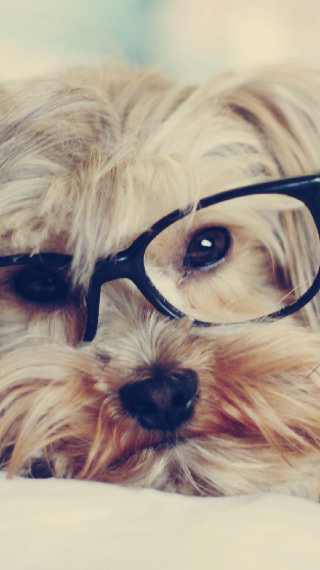 1080x1920 Animals dogs glasses puppies hipster wallpaper