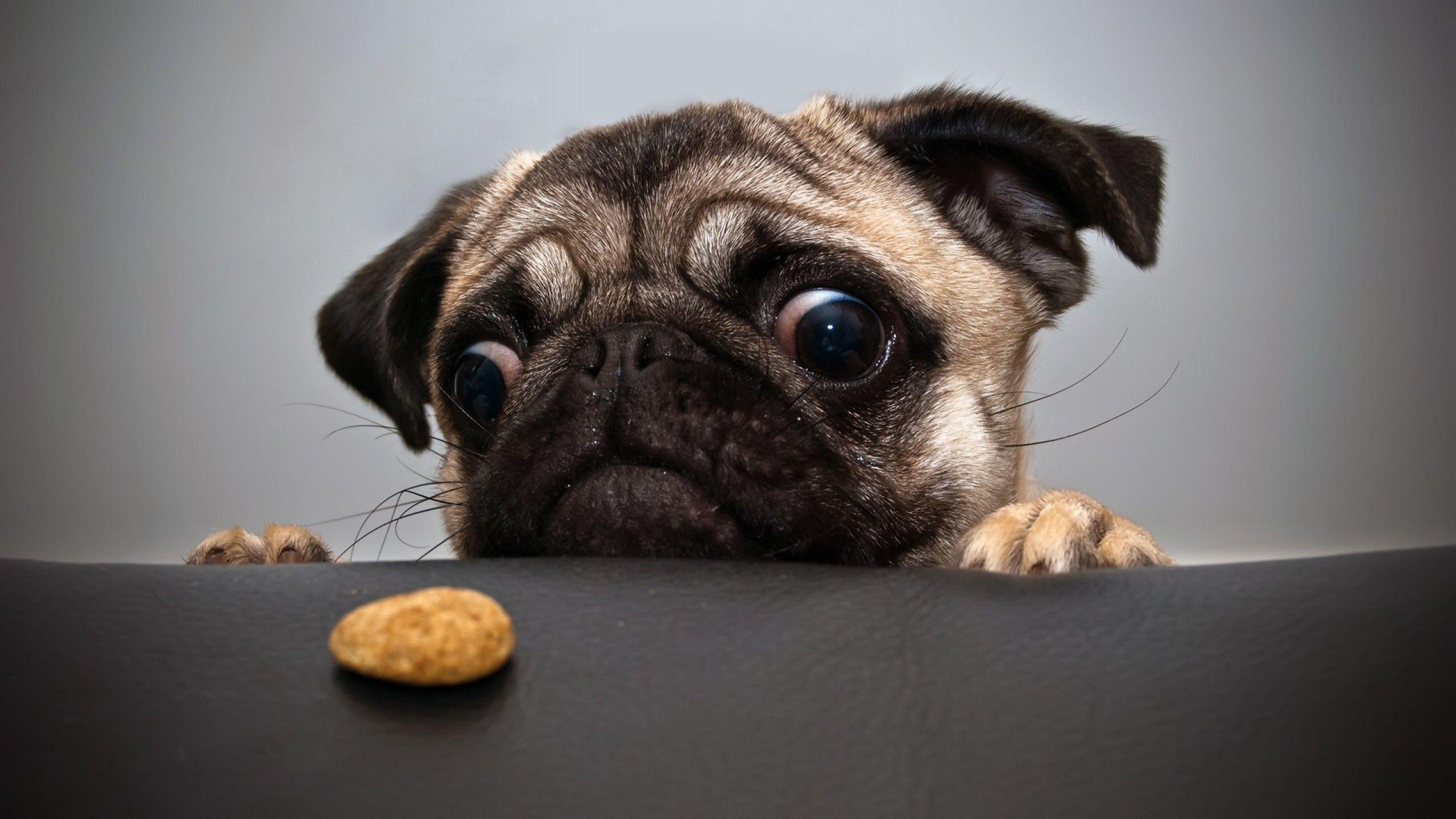2560x1440 Cute Funny Dog Wallpaperx1440