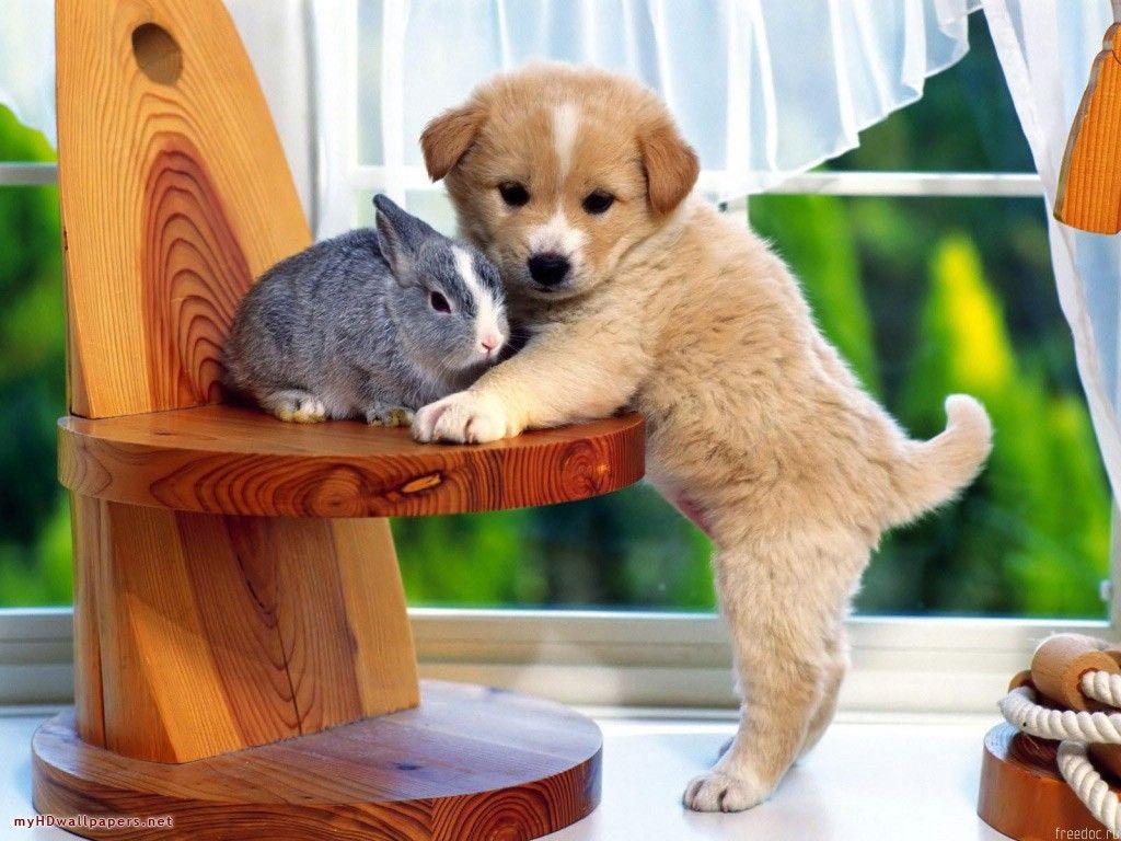 Cute Funny Animal HD Wallpapers Top Free Cute Funny Animal HD