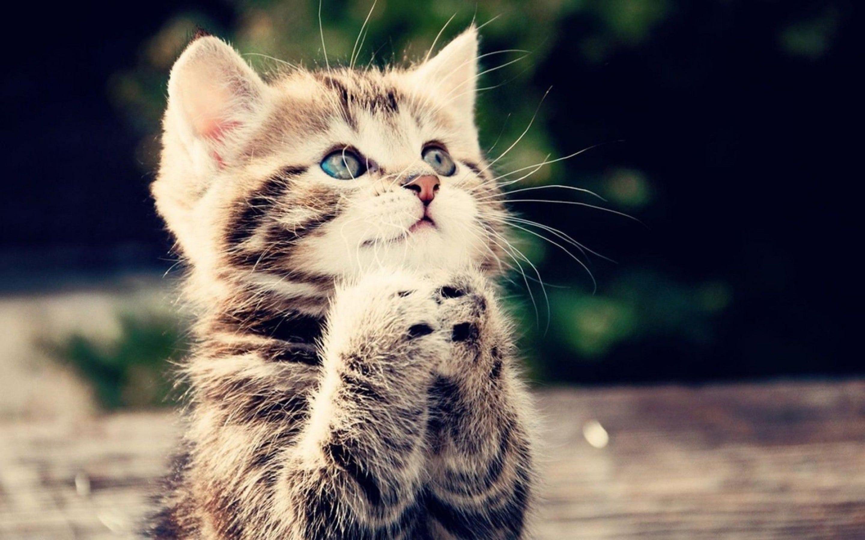 2880x1800 Cute Funny Animal Wallpaper Beautiful Wallpaper Of