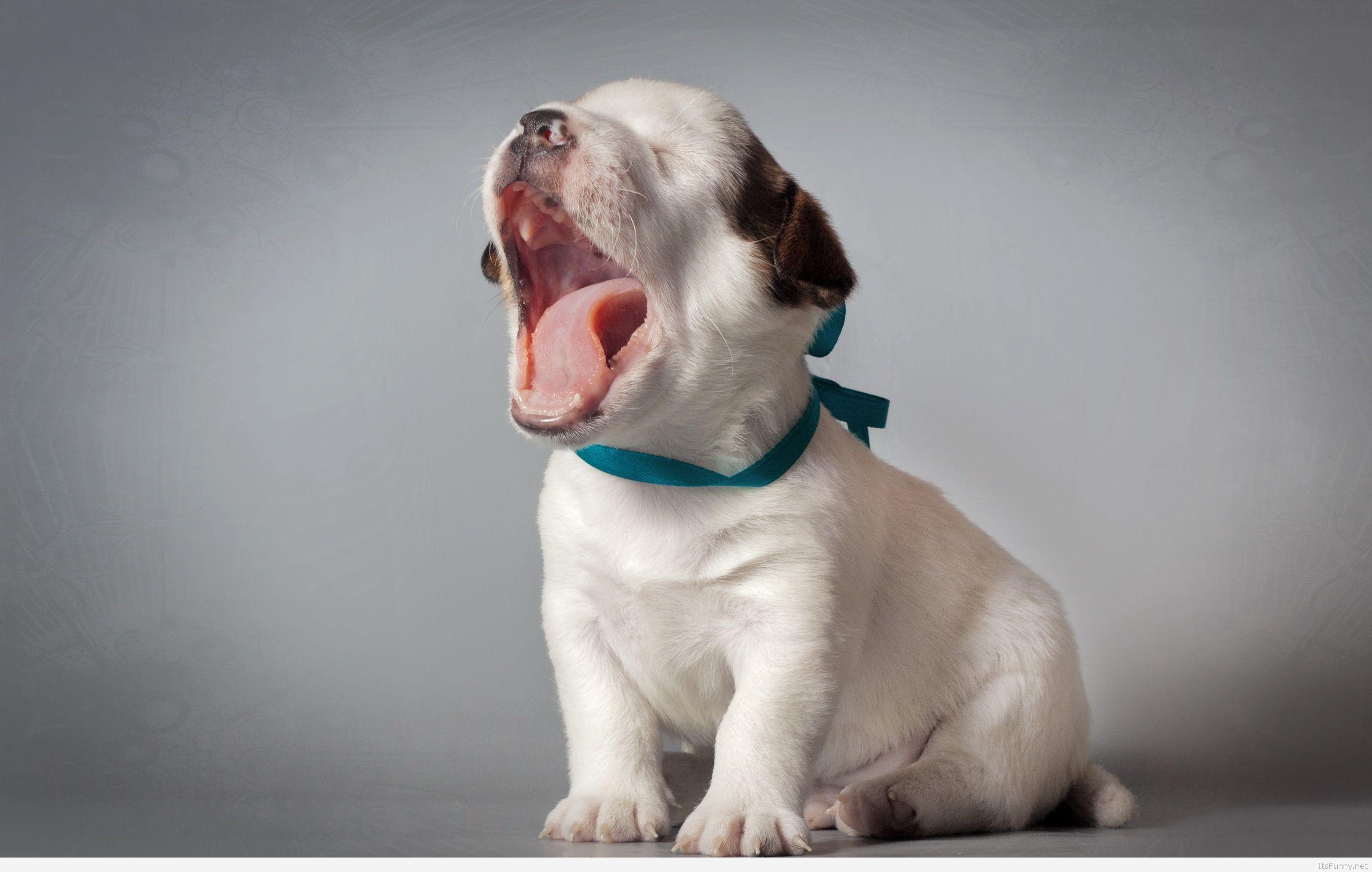 2560x1627 Lovely Cute Sleepy Puppy Funny Animals Dog Picture Hd Wallpaper