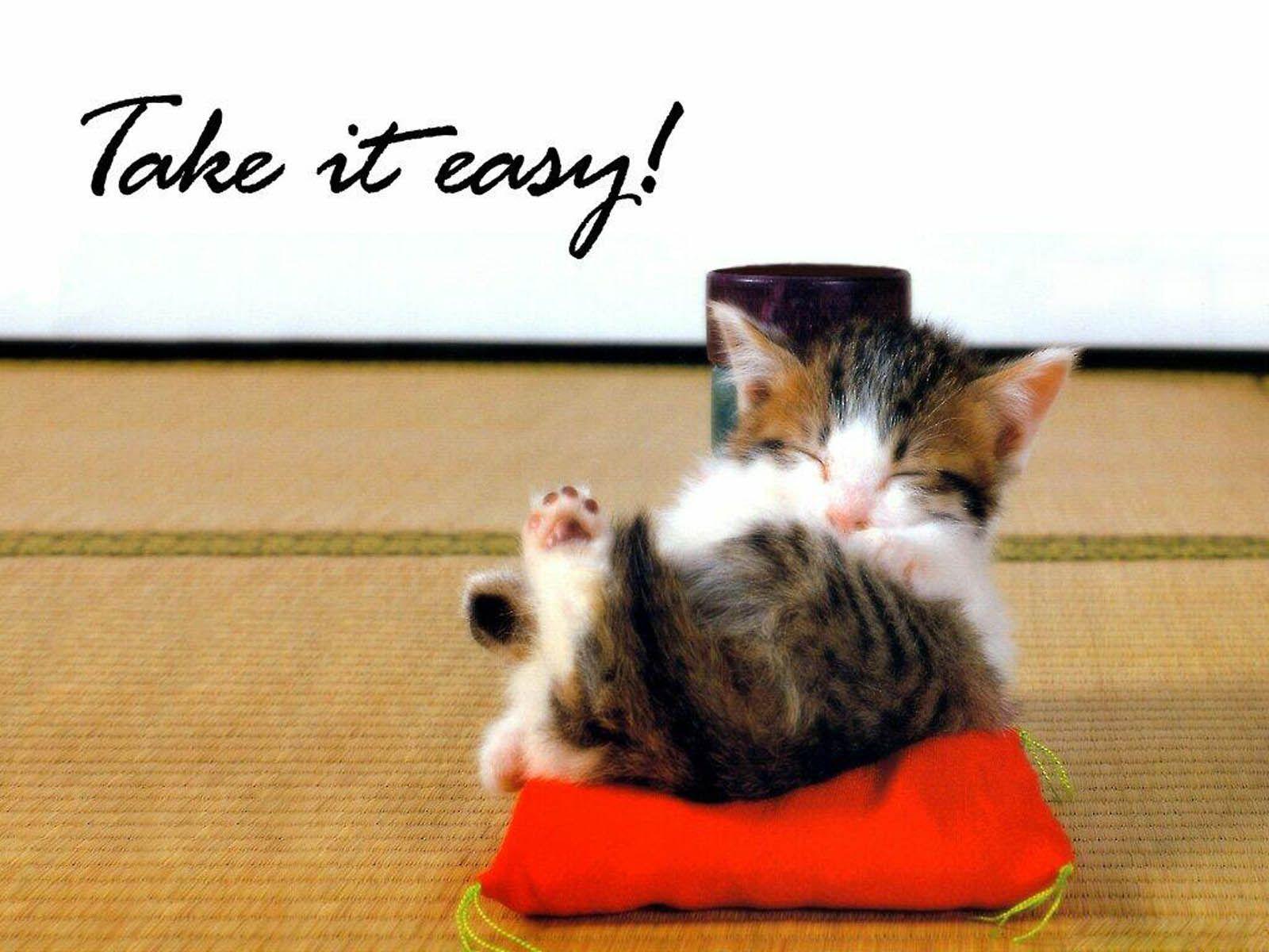 1600x1200 [ Cute Animals Desktop Wallpaper ]. HD Cat Wallpaper Cute