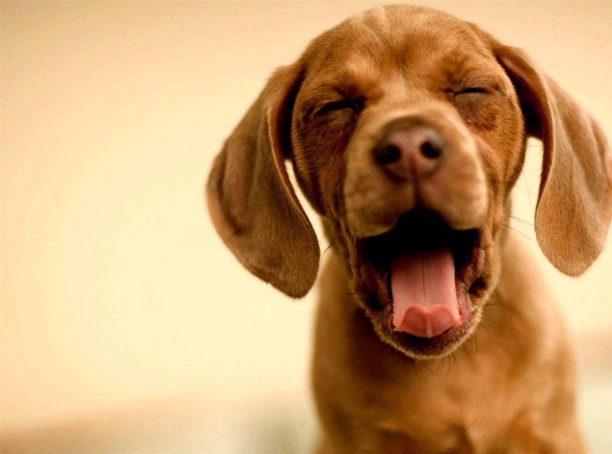 1216x902 Cute Animals Yawning Cool Wallpaper. HD Wallpaper Gallery