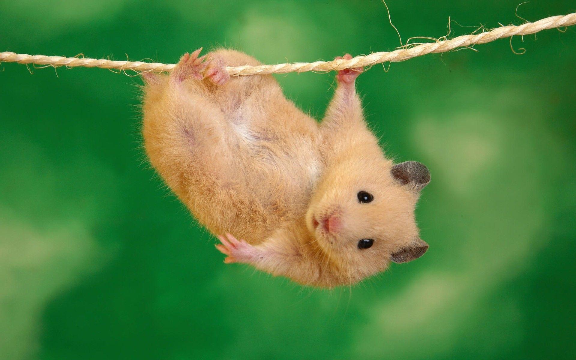 1920x1200 Cute Animal Wallpaper for Computer