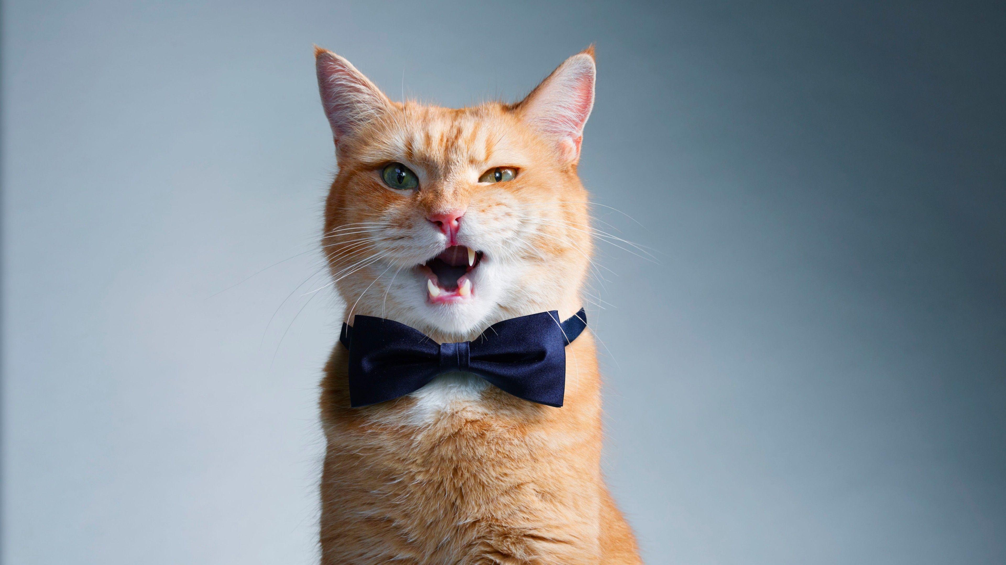 3840x2160 Wallpaper cat, bow, cute, funny animals, Animals