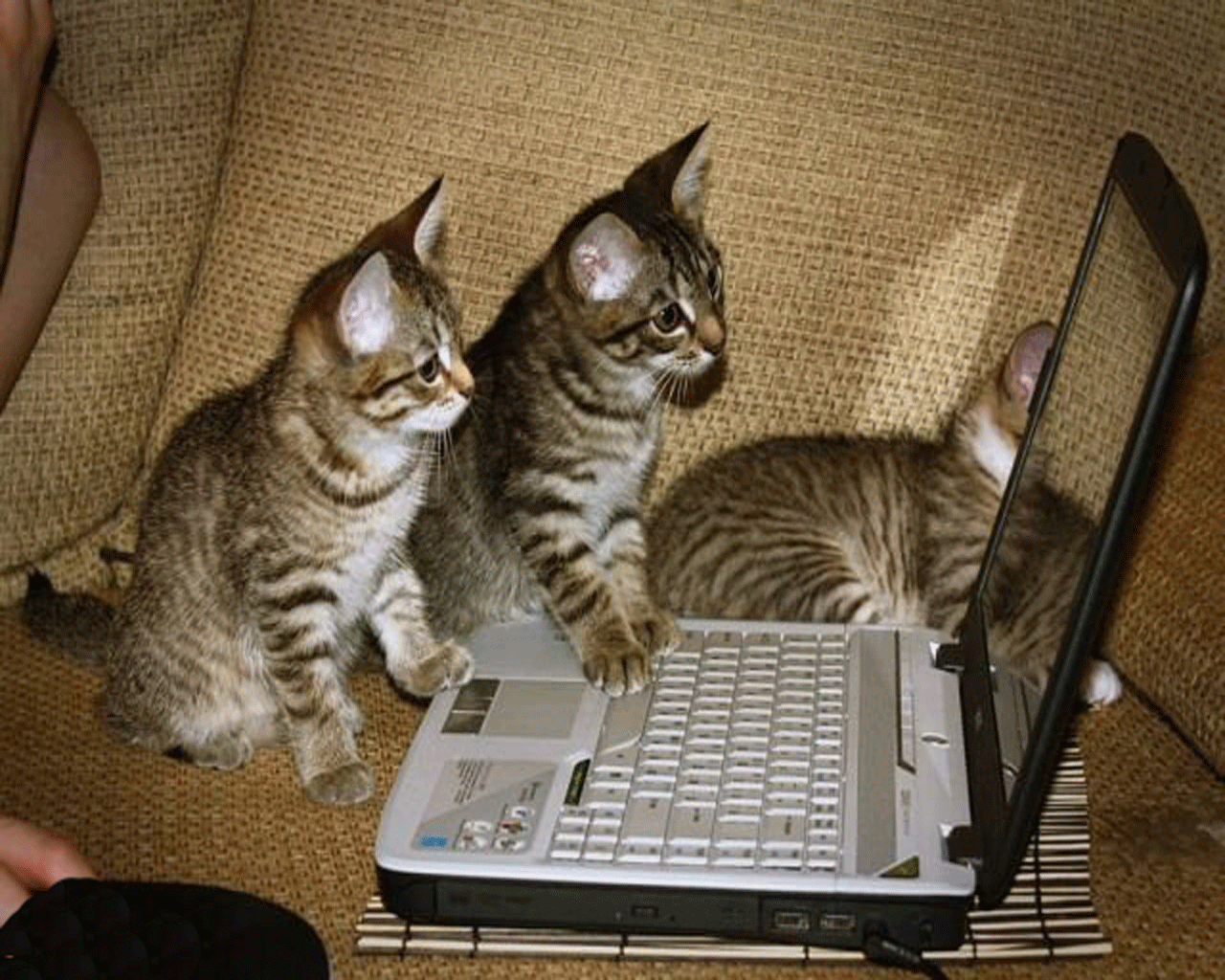 1280x1024 Cute Funny Animal Wallpaper HD Background 9 HD Wallpaper