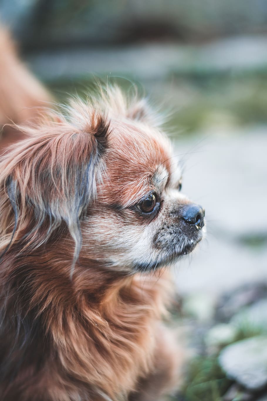 910x1365 HD wallpaper: dog, animal, cute, funny, outdoor, forest, doggy
