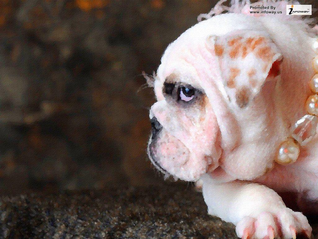 1024x768 hd wallpaper cute funny animal image amazing cat picture pet