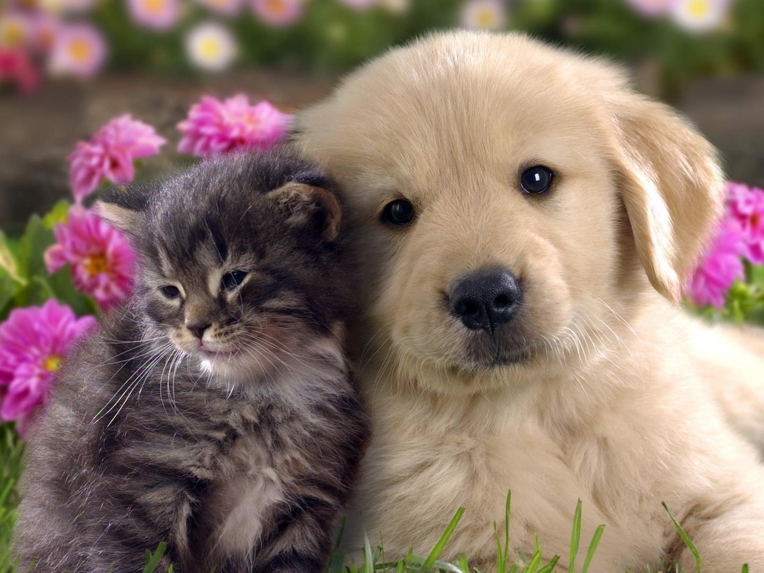 2560x1920 Funny Dog Image