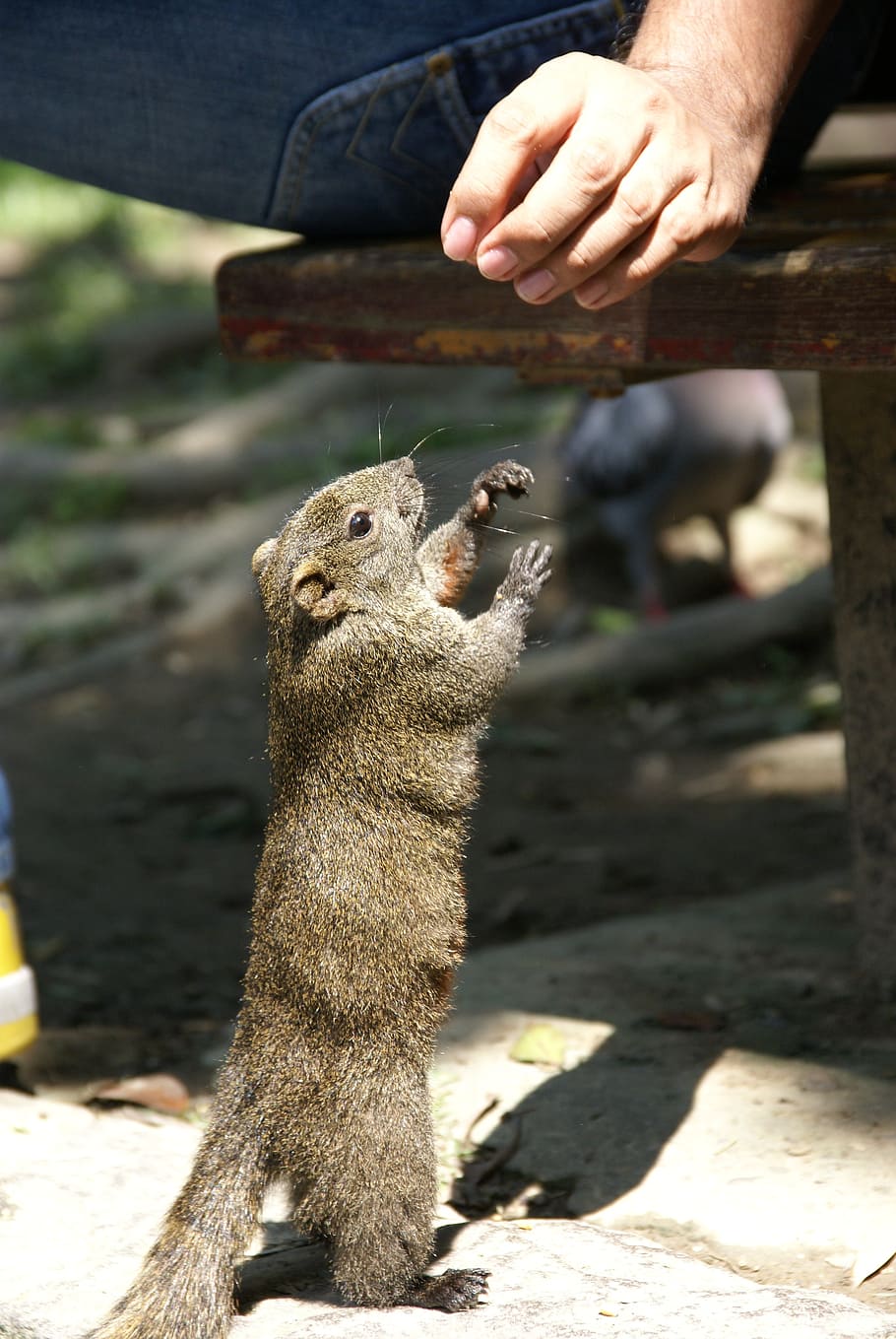 910x1359 HD wallpaper: squirrel, park, nature, cute, rodent, funny, animal