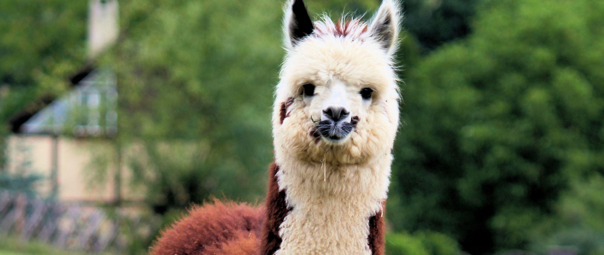 2560x1080 Download wallpaper 2560x1080 llama, cute, funny, animal, wildlife