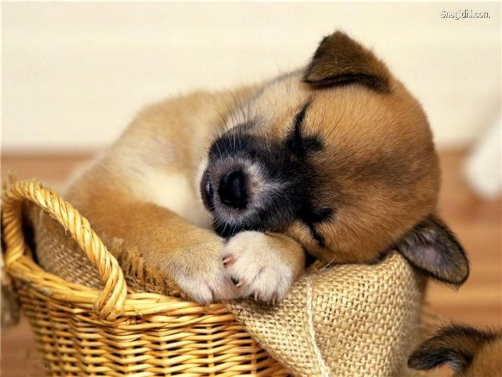 1024x768 Free download Cute Animals Wallpaper 9252 HD Wallpaper