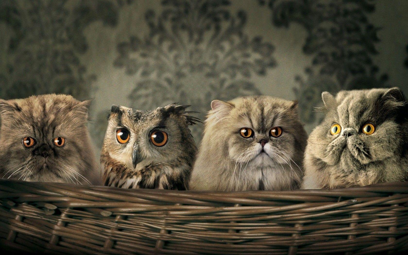 1680x1050 Funny Cute Animal Background #Wallpaper