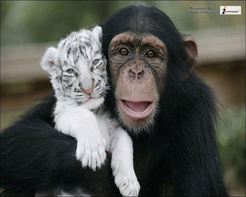1024x819 cute animals with funny captions HD wallpaper. cute animal