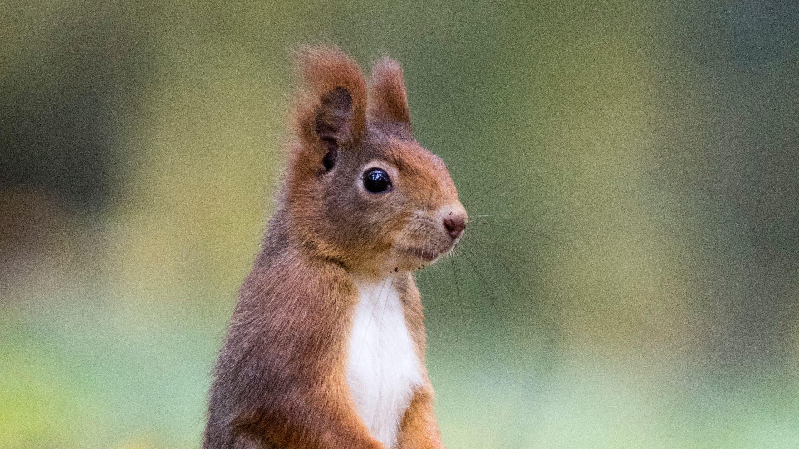 2560x1440 Download wallpaper 2560x1440 squirrel, cute, funny, animal, leaves
