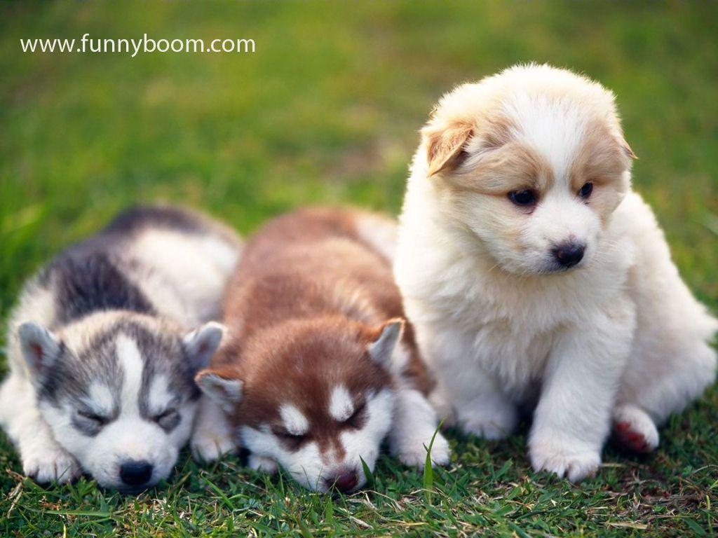 1024x768 Funny And Cute Dog Picture 27 Cool HD Wallpaper