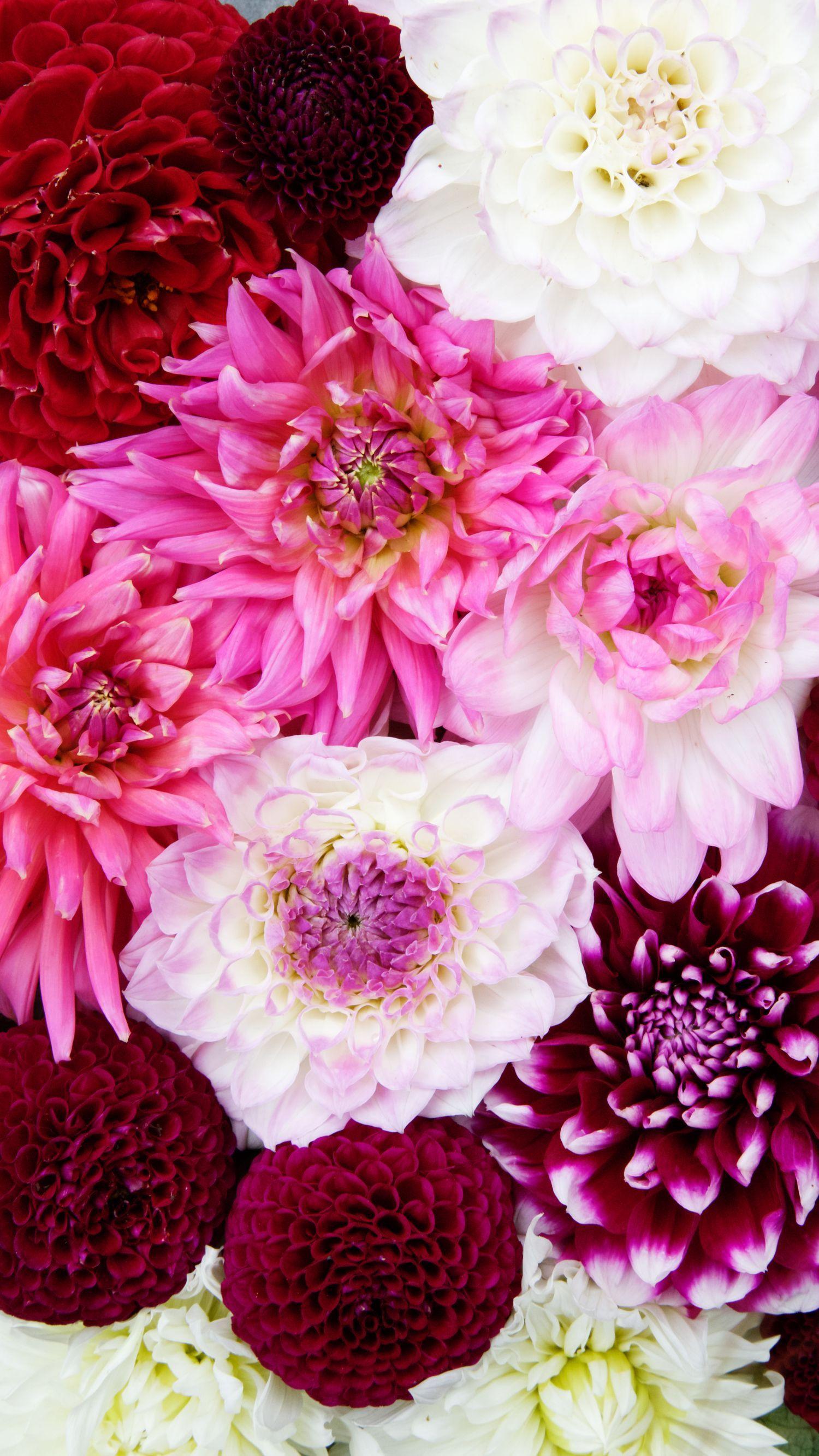 1500x2667 Free Floral Phone Wallpaper • British Flowers