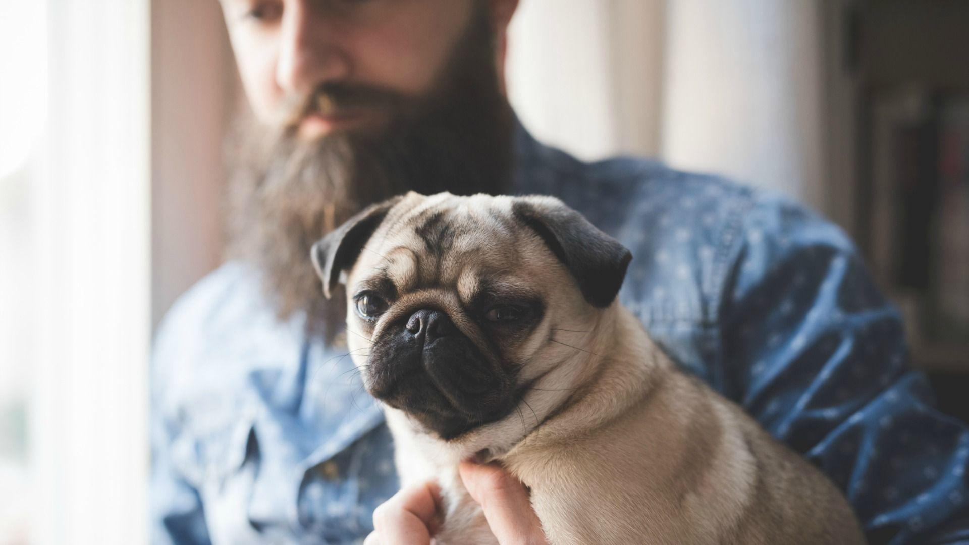 1920x1080 dog breeds to match your hipster lifestyle