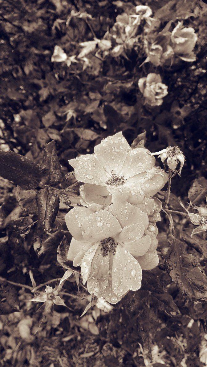 672x1188 Floral phone wallpaper