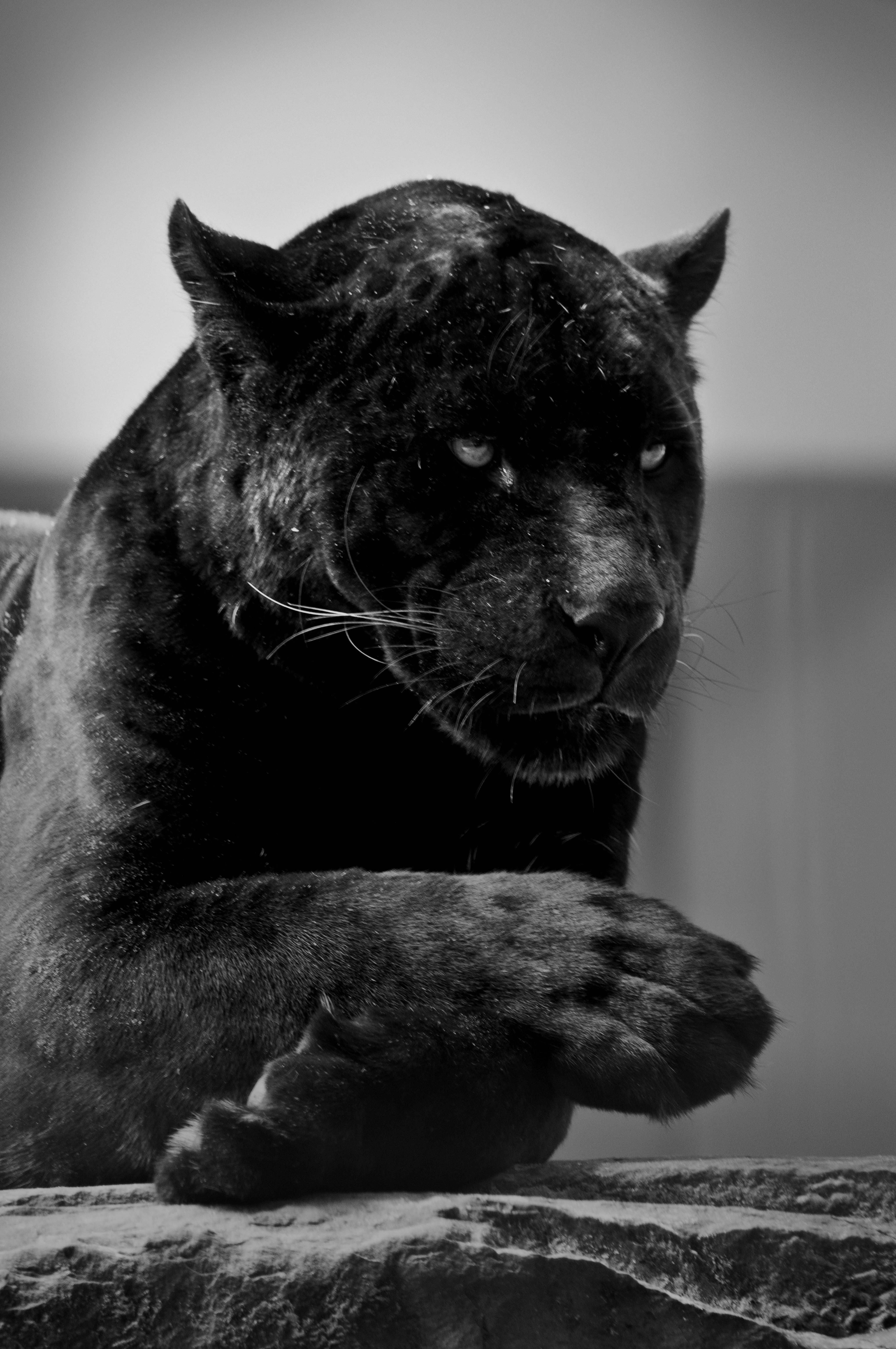 Black Jaguar Animal Wallpaper Iphone