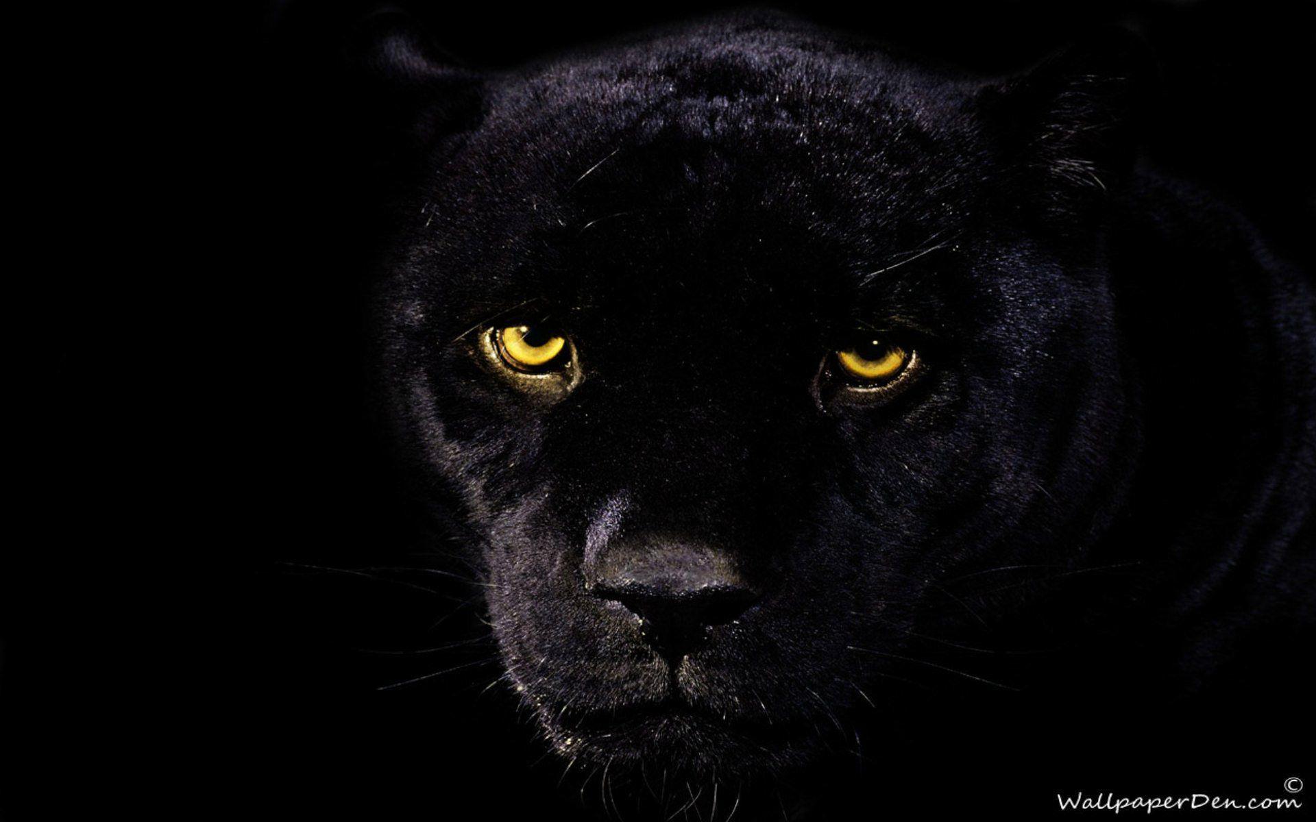 black jaguar habitat