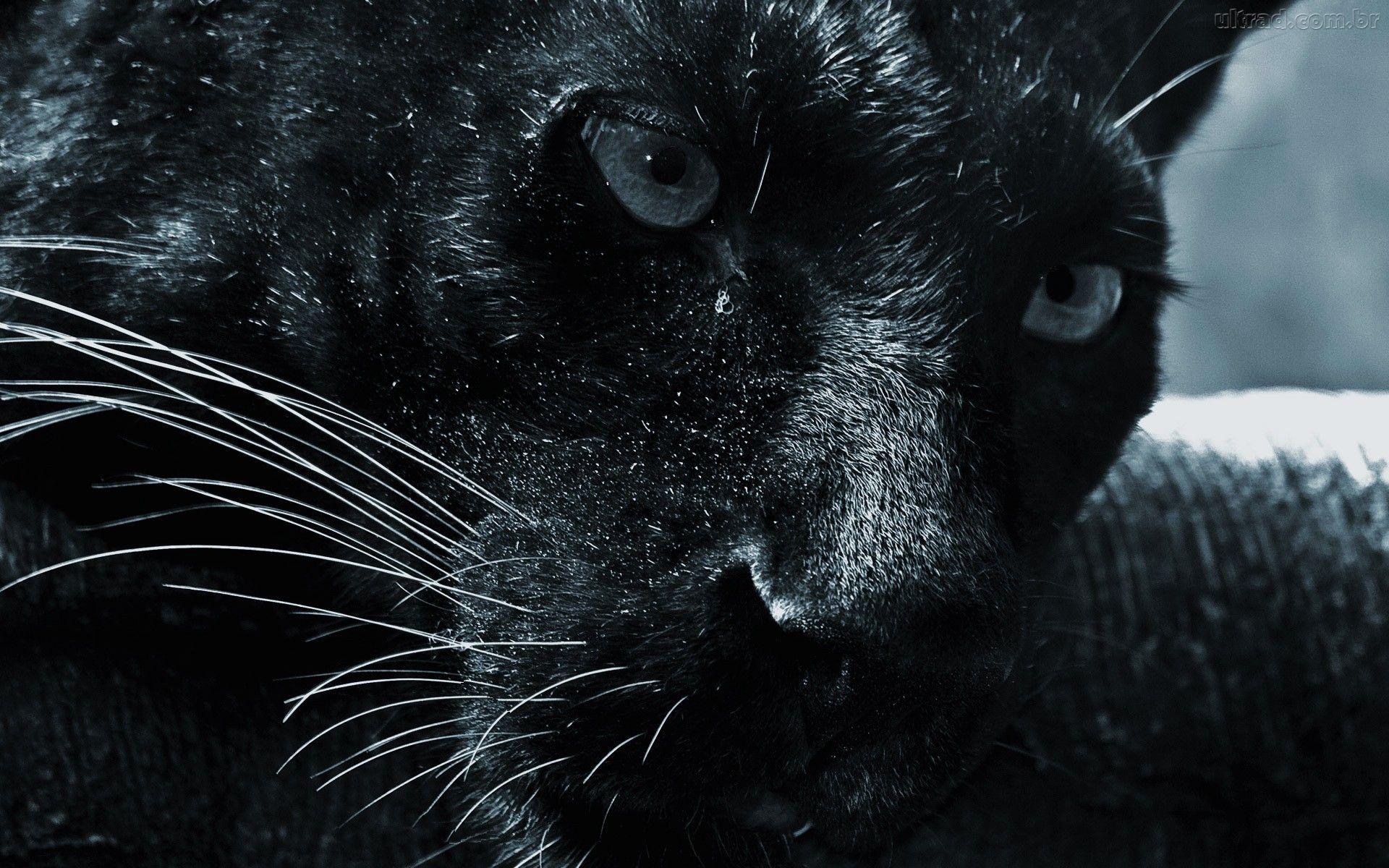 ZF Puhi Capture the energy of a Black Jaguar by ZFPuhi on DeviantArt