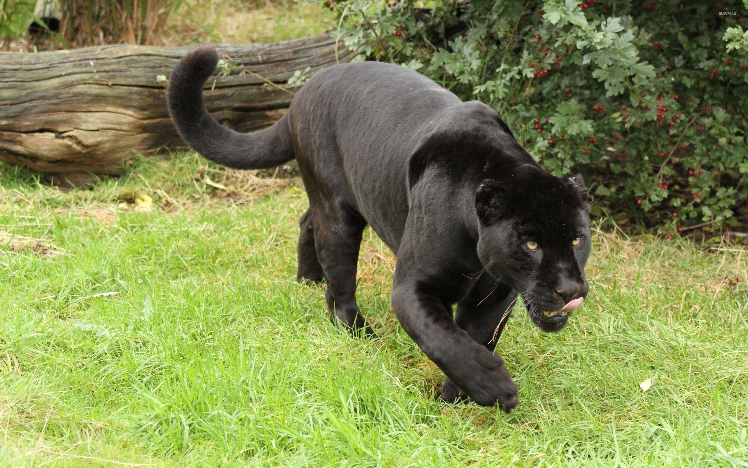 runny-chough137: A image of a black jaguar with Batman logo