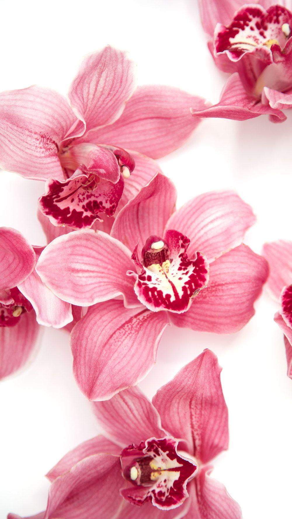 1000x1778 Free Floral Wallpaper and #capturingcolour • Spring Blooms • Capture