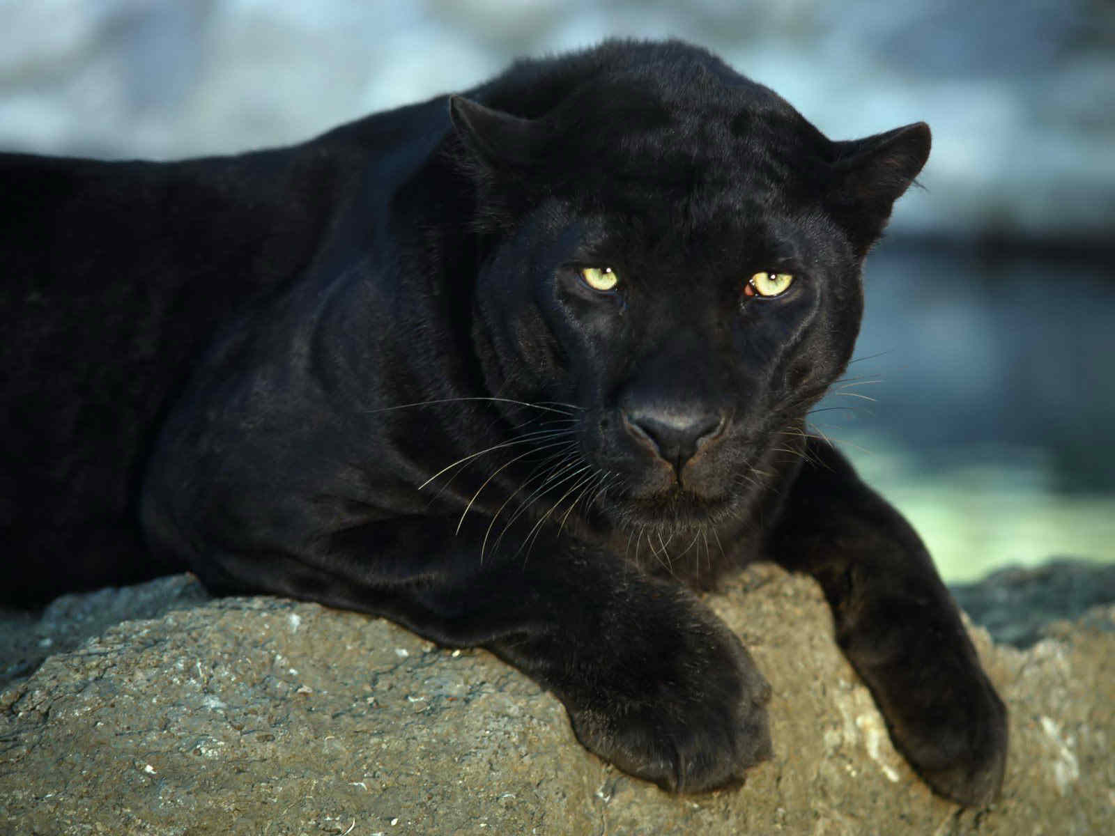 Featured image of post Beautiful Wallpaper Black Jaguar