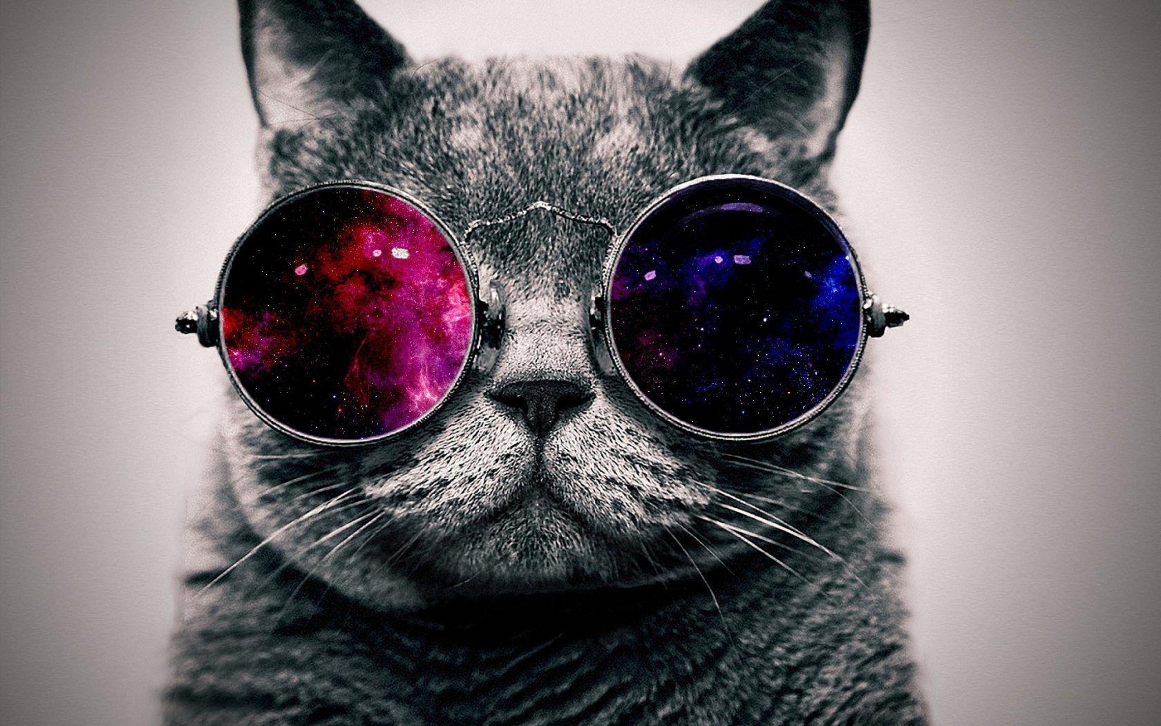 1680x1050 Free Hipster Cat Image at Wildlife Monodomo
