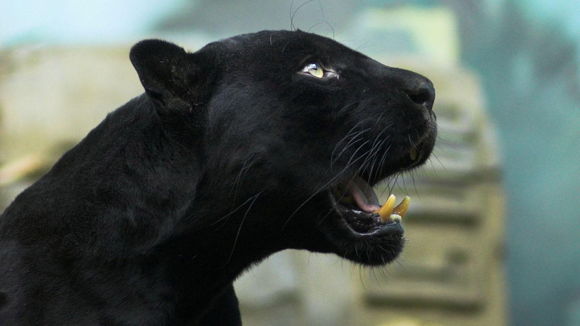 1920x1079 1920x1079px Black Jaguar (287.62 KB).04.2015