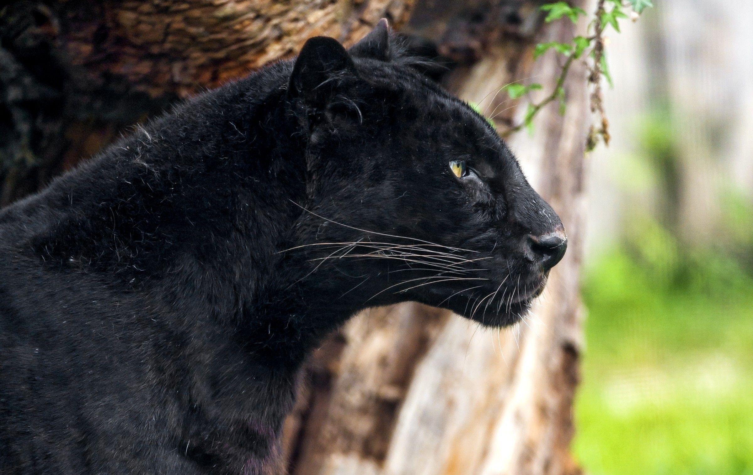 Black Jaguar Wallpapers Top Free Black Jaguar Backgrounds 