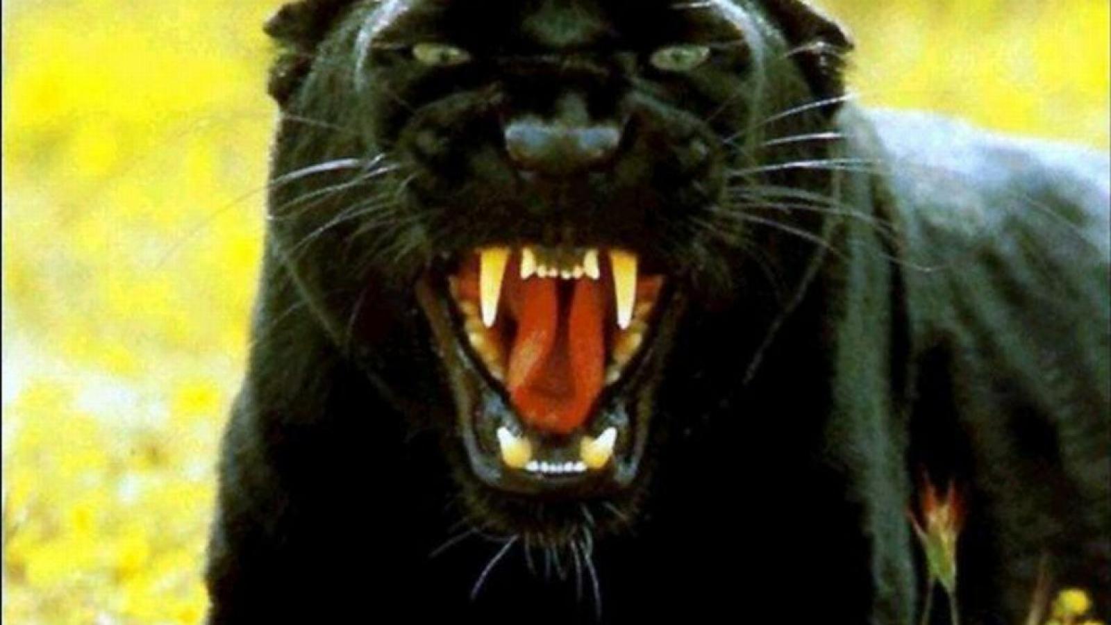 1600x900 Black Jaguar Wallpaper. Beautiful creatures CATS