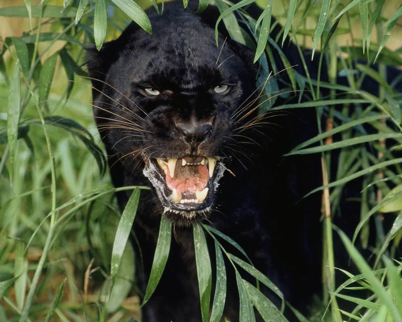 1280x1024 Black Jaguar Wallpaper HD Download