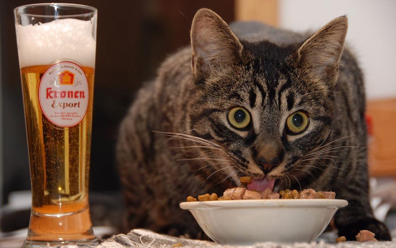 1280x804 Cat Eating wallpaper. Cat Eating