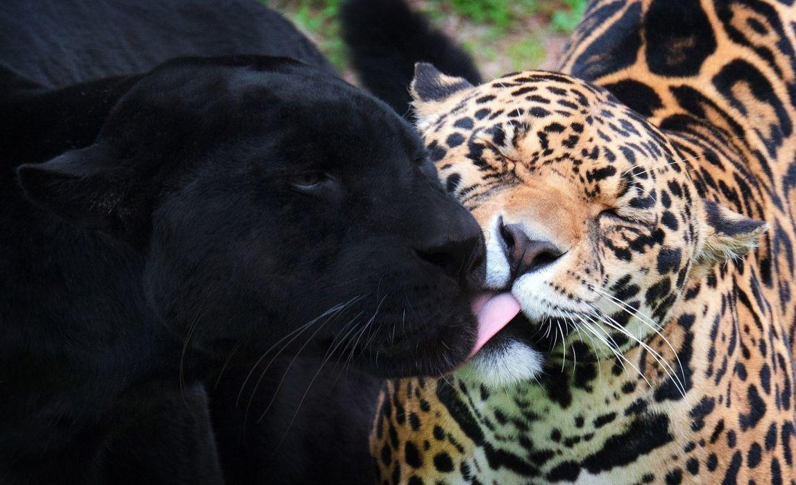 1147x700 Panther jaguar black jaguar wild cats wallpaperx1256