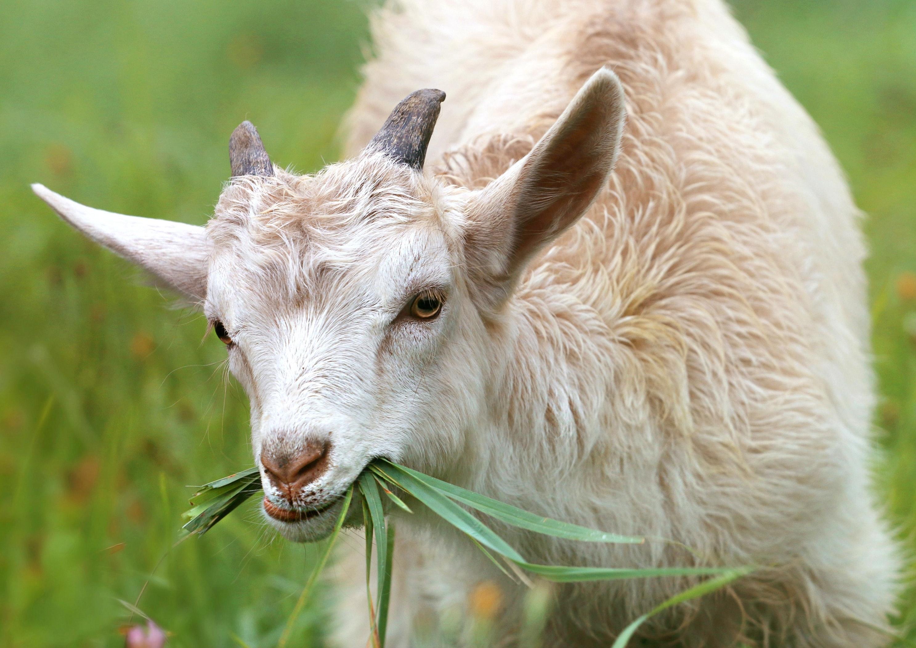 2974x2106 Goat Eating Wallpaper