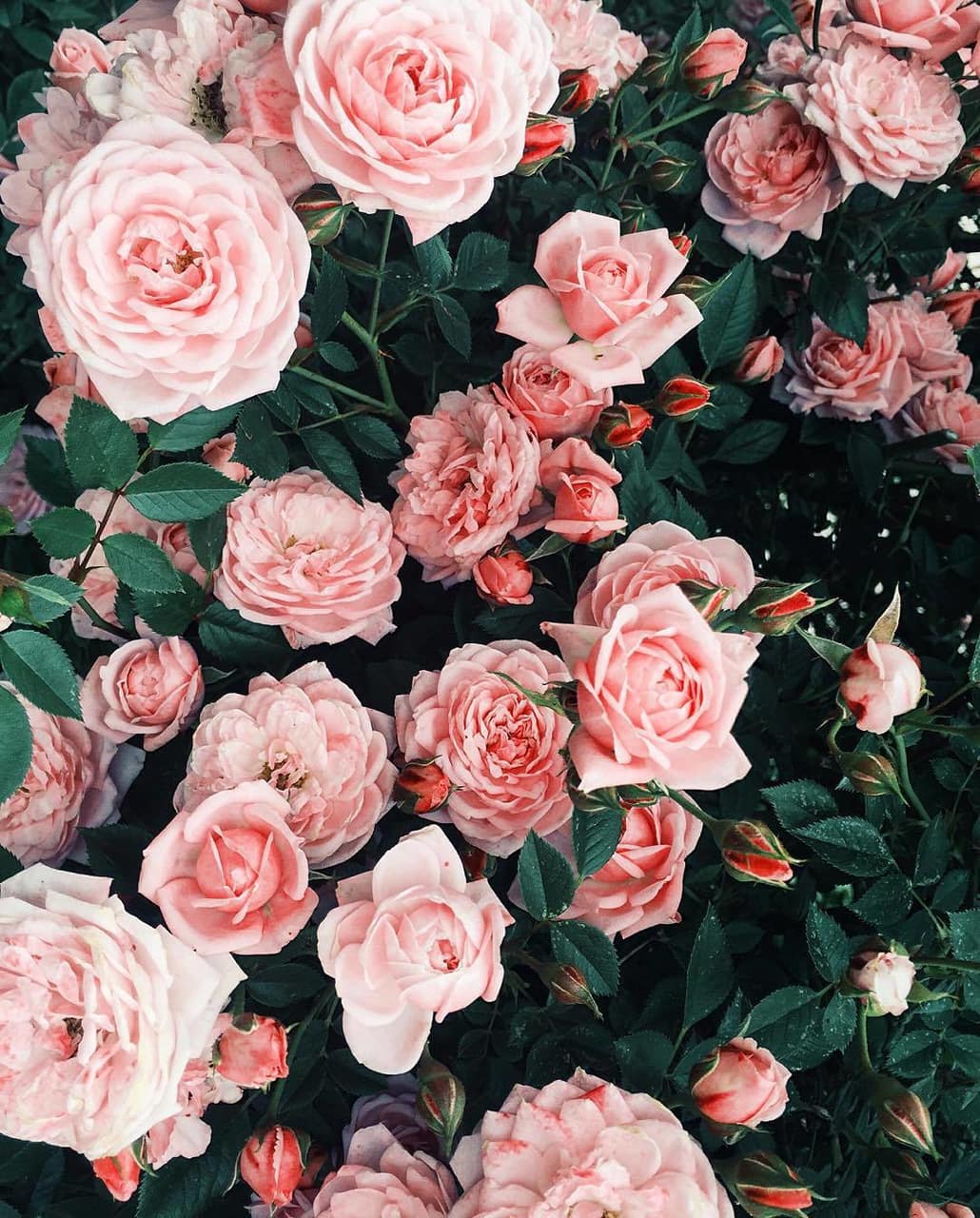 Pink Flowers Background Aesthetic