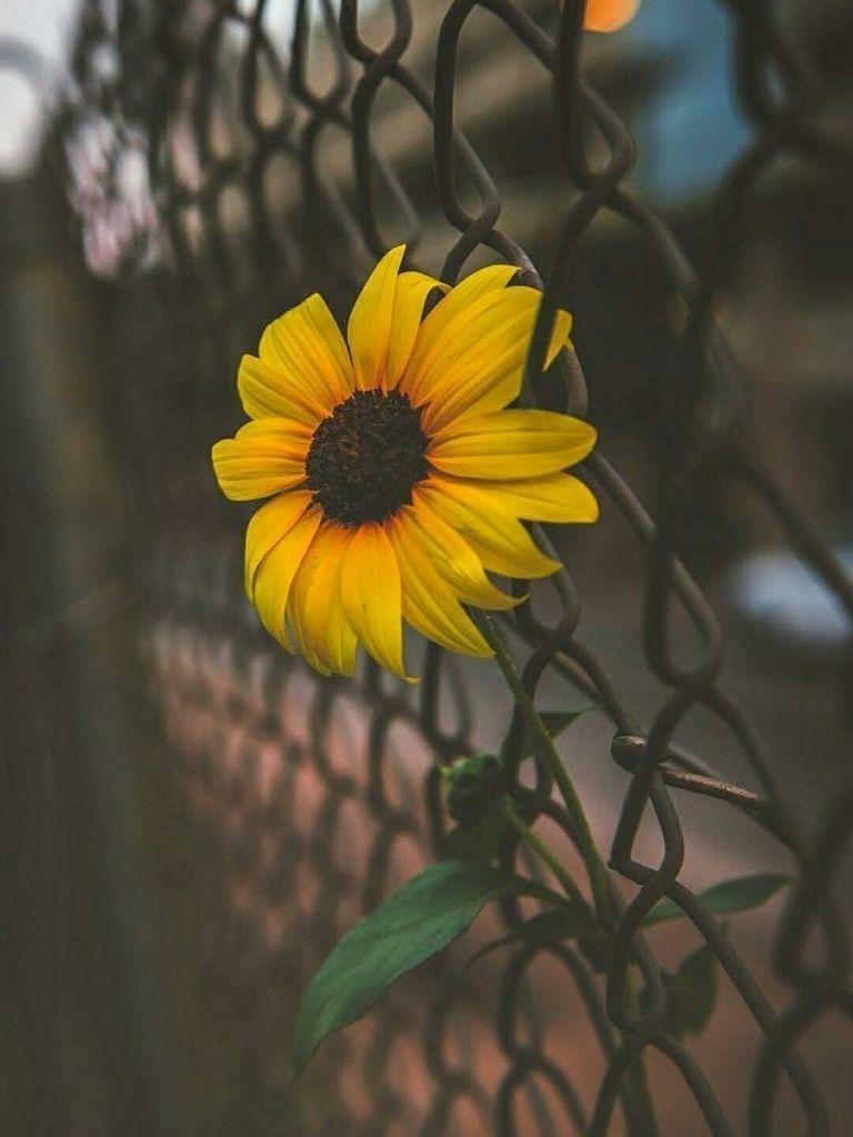 HD sunflower wallpapers  Peakpx