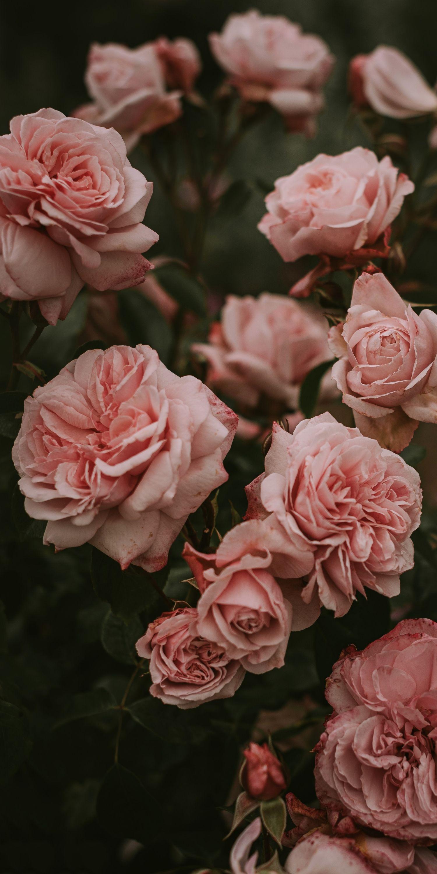 Lorene J. Franklin: Pastel Pink Background Aesthetic Flowers - Pink ...