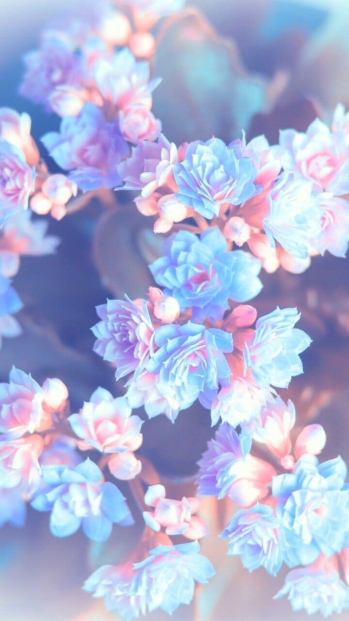 Blue Flowers Aesthetic Wallpapers Top Free Blue Flowers Aesthetic Backgrounds Wallpaperaccess