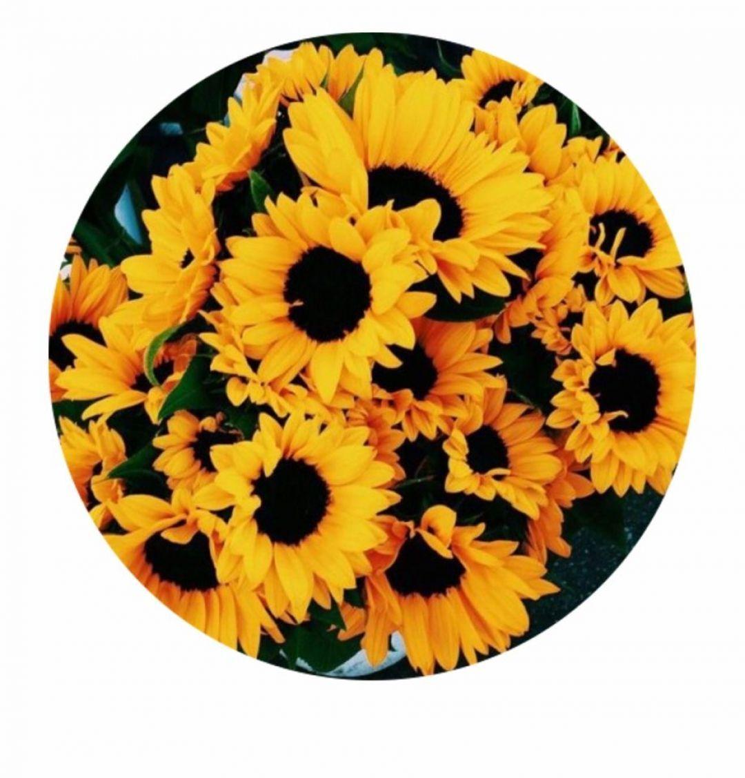 Yellow Sunflower Aesthetic Wallpapers Top Free Yellow Sunflower Aesthetic Backgrounds Wallpaperaccess