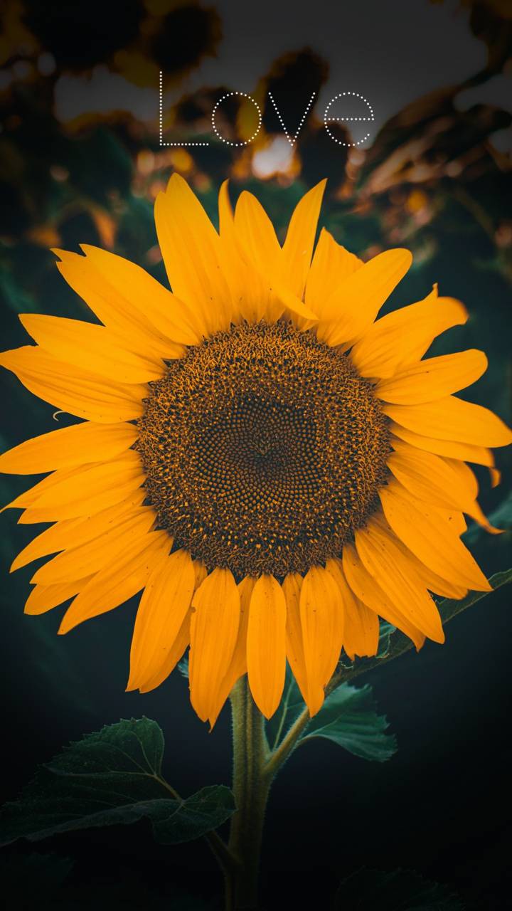 720x1280 Sunflower aesthetic wallpaper