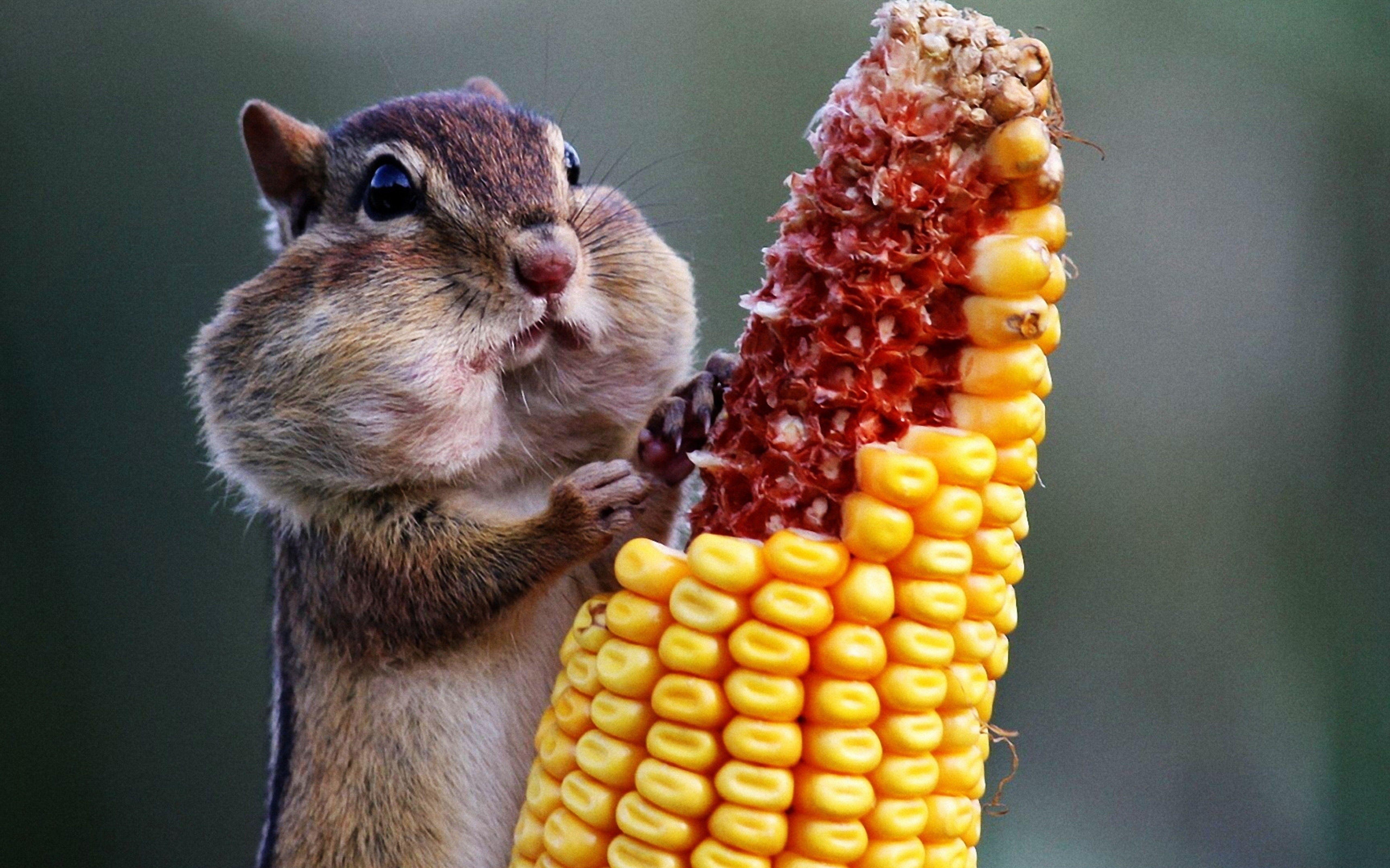 5120x3200 Wallpaper Download 5120x3200 A cute chipmunk eats the corn
