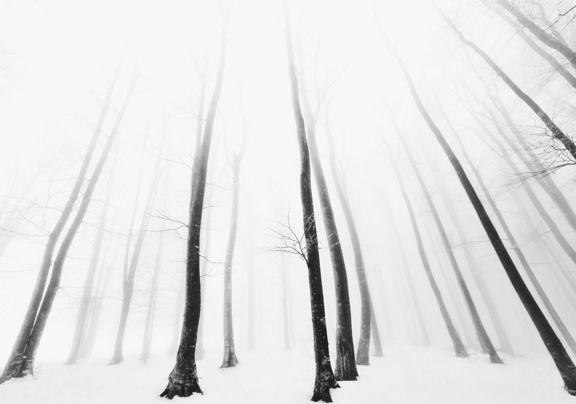 1136x797 trees #minimalism #arboretum #nature #landscape #white #cold
